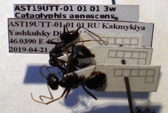Cataglyphis aenescens