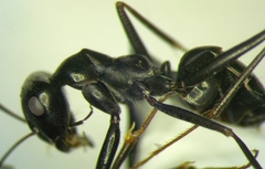 Cataglyphis aenescens
