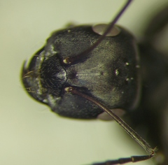 Cataglyphis aenescens