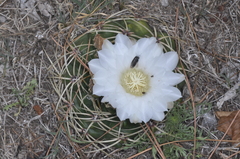 Gymnocalycium monvillei