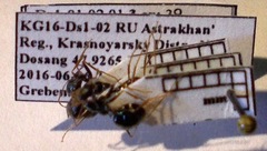 Cataglyphis aenescens