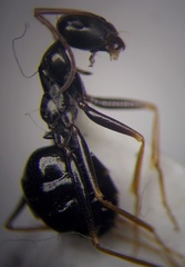 Cataglyphis aenescens