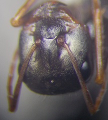 Cataglyphis aenescens