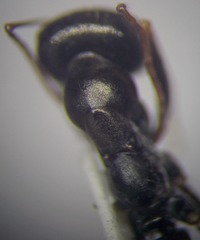 Cataglyphis aenescens