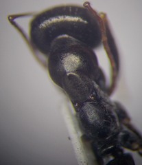 Cataglyphis aenescens