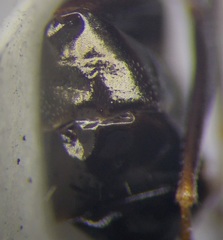 Cataglyphis aenescens