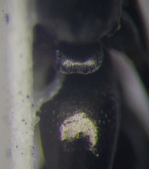 Cataglyphis aenescens