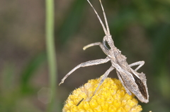 Harpactor tuberculosus