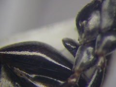 Cataglyphis aenescens