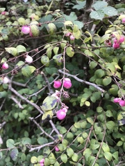 Symphoricarpos × chenaultii