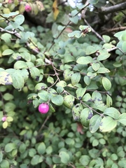 Symphoricarpos × chenaultii