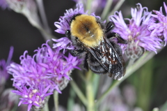 Bombus bellicosus