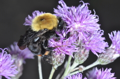 Bombus bellicosus