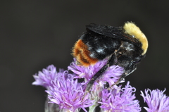 Bombus bellicosus