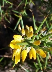Ulex parviflorus parviflorus