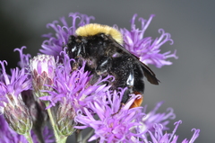 Bombus bellicosus