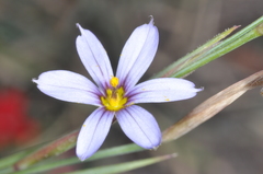 Sisyrinchium chilense