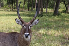 Kobus ellipsiprymnus