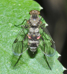 Chrysopilus cristatus