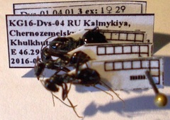 Cataglyphis aenescens