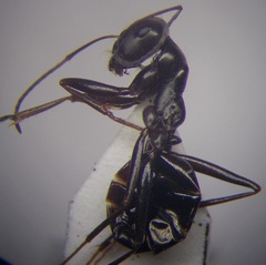 Cataglyphis aenescens