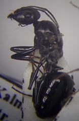 Cataglyphis aenescens