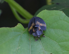 Stolas flavoreticulata