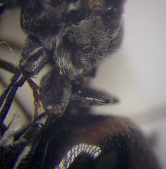 Cataglyphis aenescens