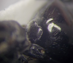 Cataglyphis aenescens
