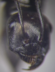 Cataglyphis aenescens