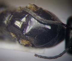 Cataglyphis aenescens