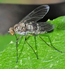 Chrysopilus cristatus