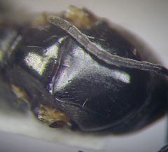Cataglyphis aenescens