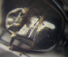 Cataglyphis aenescens