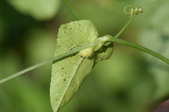 Rytidostylis gracilis