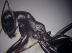 Cataglyphis aenescens