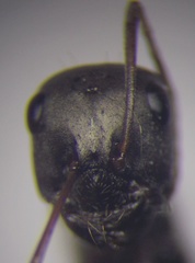 Cataglyphis aenescens