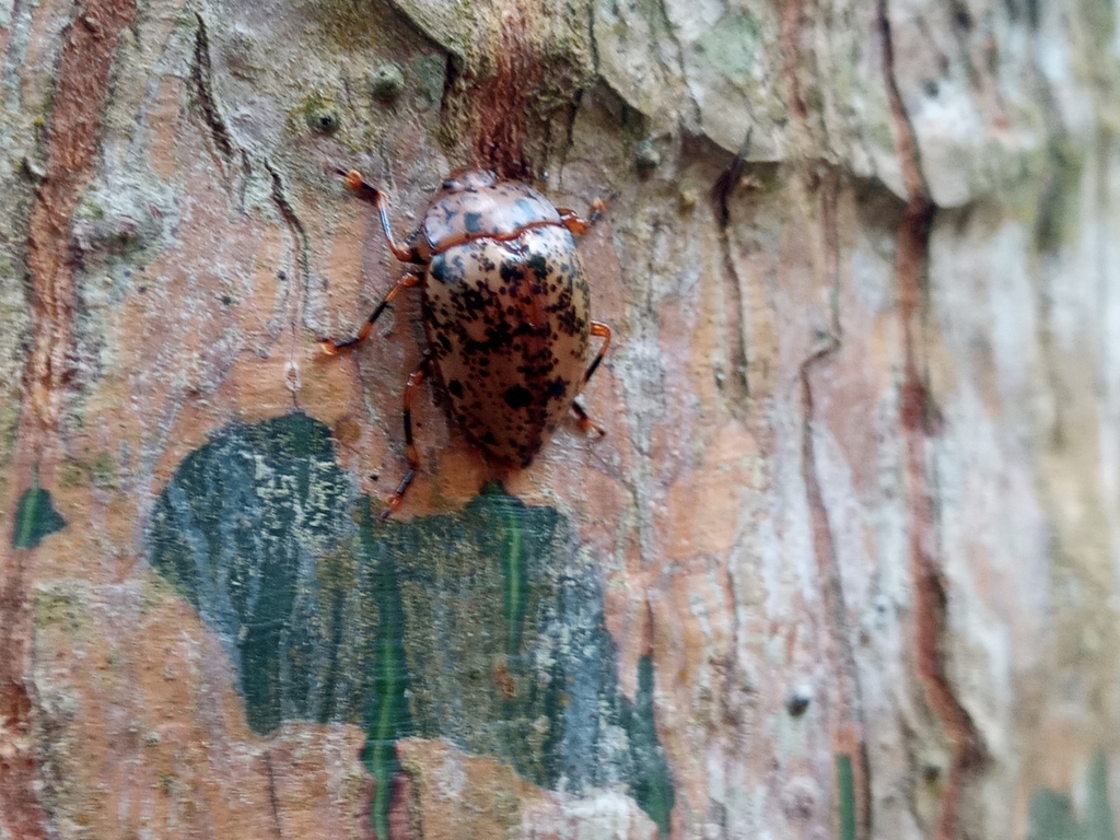 Iphiclus atrisignatus