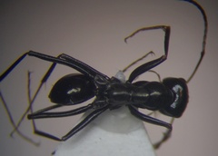 Cataglyphis aenescens