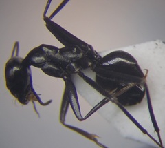 Cataglyphis aenescens