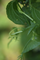 Rytidostylis gracilis