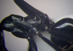 Cataglyphis aenescens