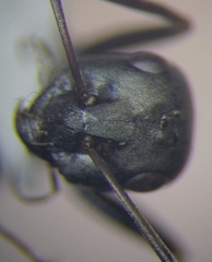Cataglyphis aenescens