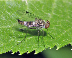 Chrysopilus erythrophthalmus