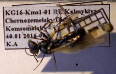 Cataglyphis aenescens