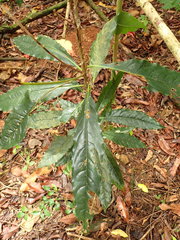 Pittosporum ferrugineum