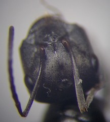 Cataglyphis aenescens
