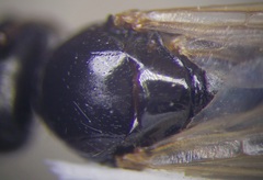 Cataglyphis aenescens
