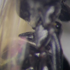 Cataglyphis aenescens