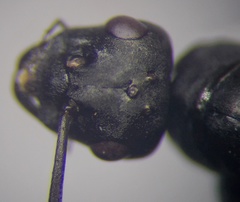 Cataglyphis aenescens